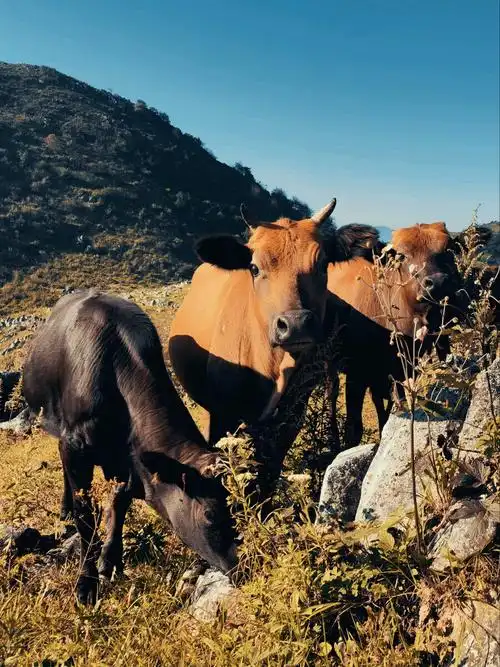 牛牛牛可爱的秦川牛