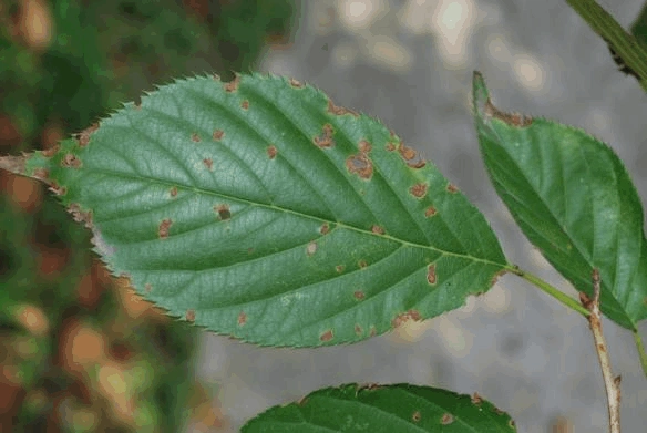 樱花褐斑穿孔病