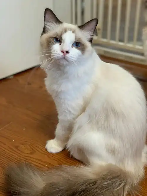 海双布偶  #布偶猫找家  #布偶猫舍  ##海豹双色