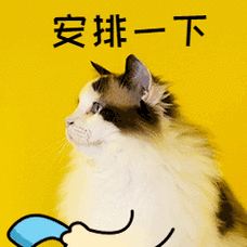 安排一下打电话打call猫咪萌宠gif动图表情包