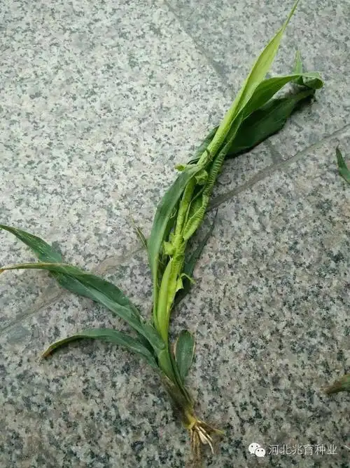 玉米苗期害虫蓟马