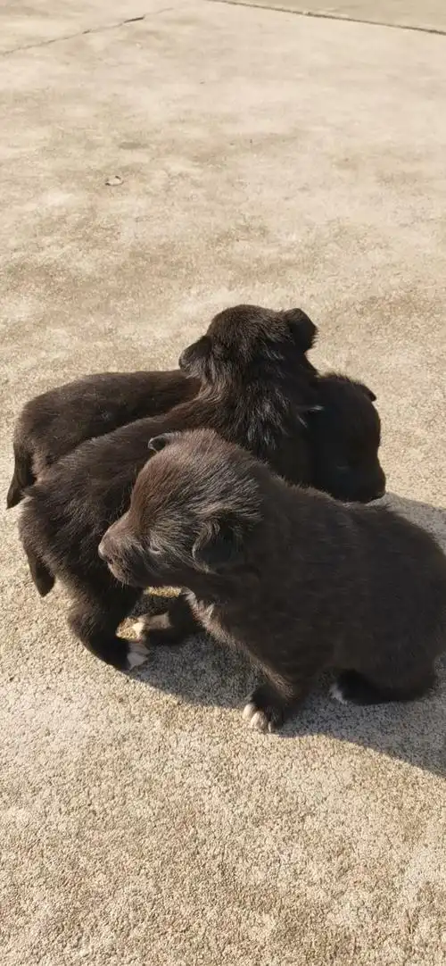 边牧串中华田园犬(免费领养)