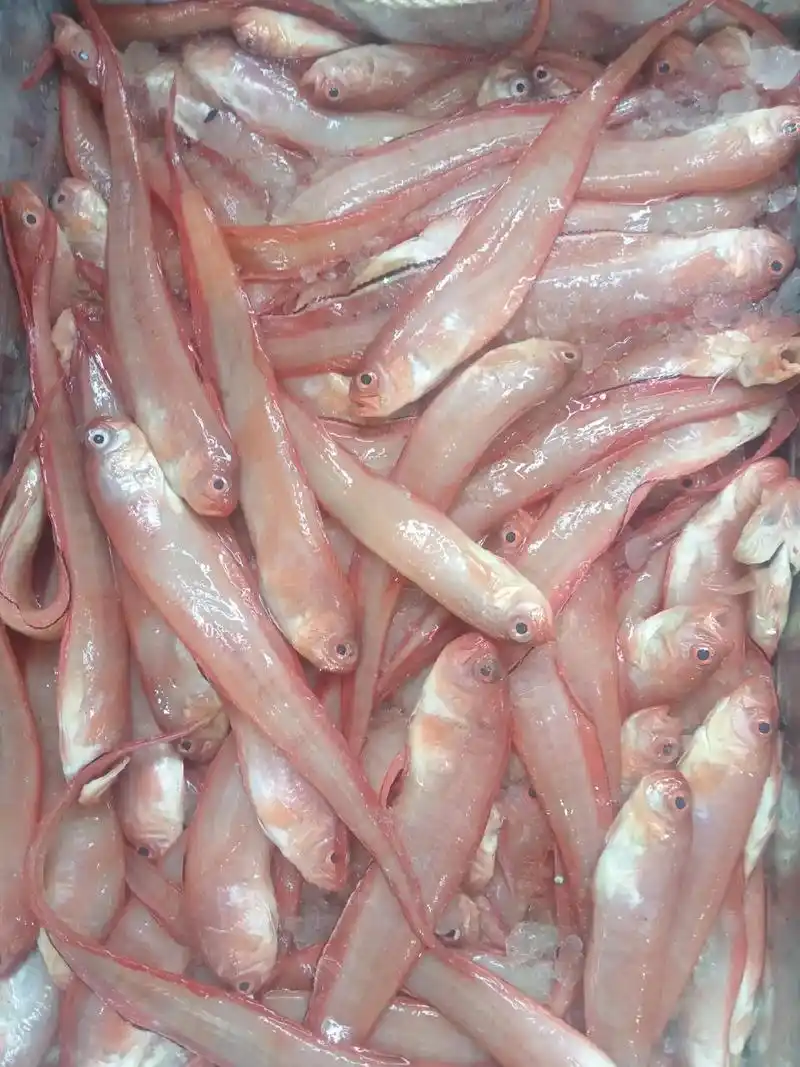 红带鱼是一种野生海鱼,冰鲜,产地为漳州东山岛一带.由 - 抖音