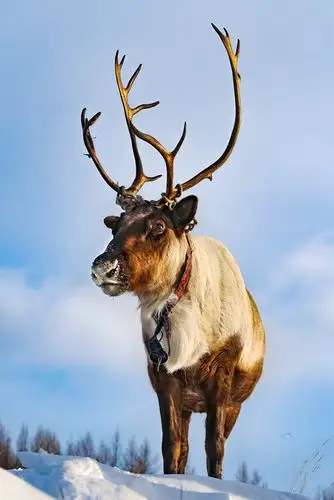 驯鹿-第三届天鹅之城—中国三门峡自然生态国际摄影大展征稿区-大众摄