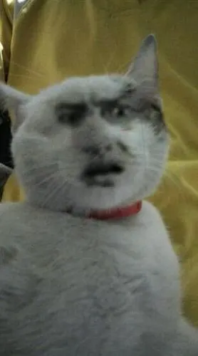 小猫惊呆了_小猫_惊呆表情