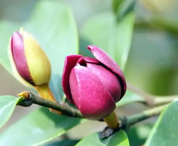 自带娇羞感的含笑花苞润如玉香若兰一株花开满园香