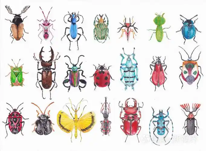 组的水彩甲虫