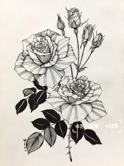 线描花卉  #黑白线描  #玫瑰  #玫瑰花束  #线描  #控笔  #控笔训练