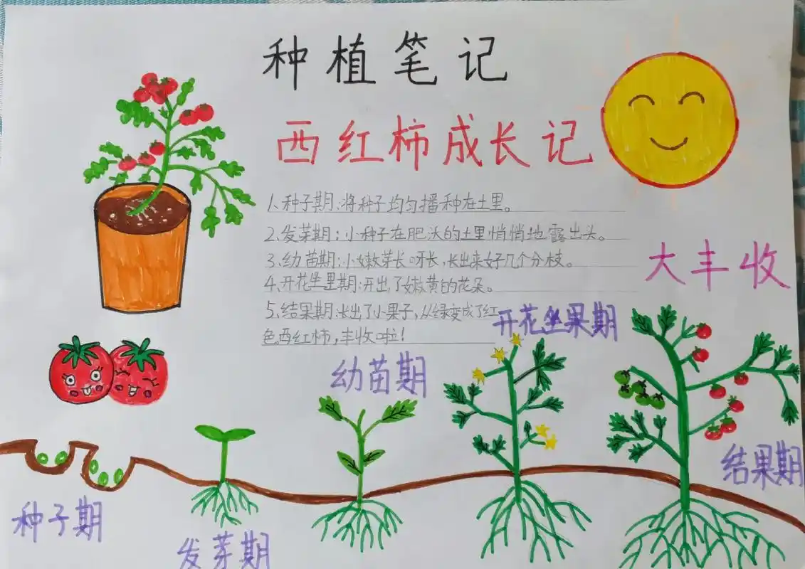 劳动实践体验小西红柿成长过程种植记录绘画手抄报#劳动实践 # - 抖音