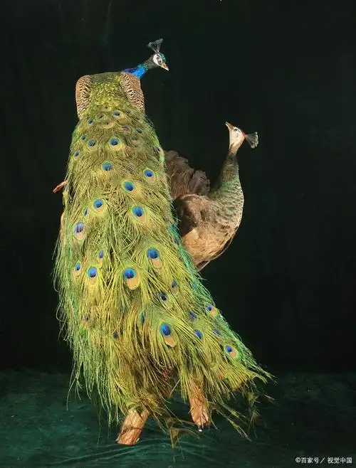 印度的国鸟蓝孔雀
