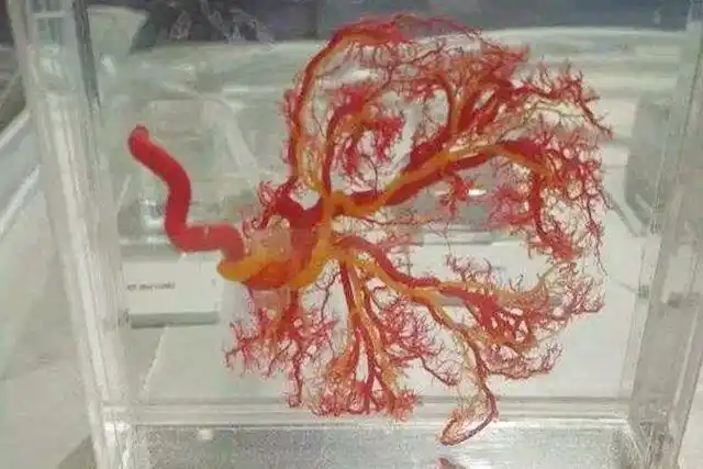 你们当初生完宝宝后胎盘是怎么处理的看看过来人宝妈的处理方式