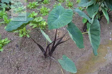 有什么作用?能吃吗?紫红色的 叶是绿的 茎是紫红的 看图