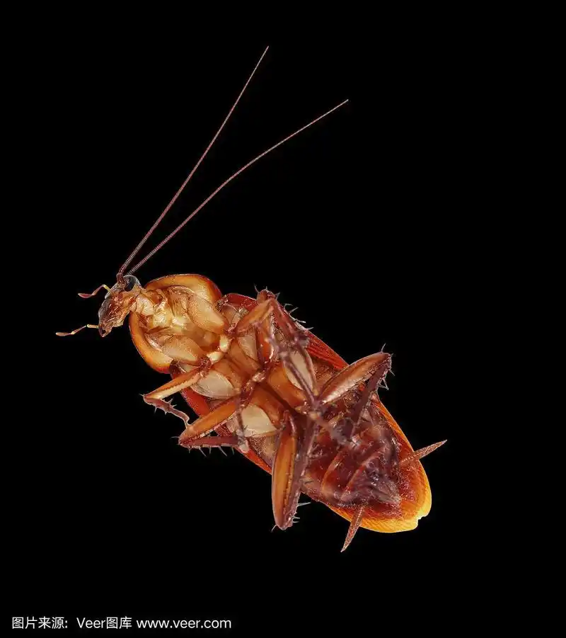 黑色背景上的蟑螂