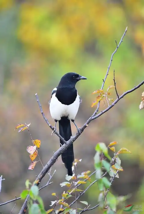 吉祥鸟祝各位老师喜事连连