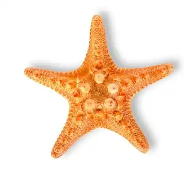 白色海星图片_白色海星图片大全_白色海星图片素材