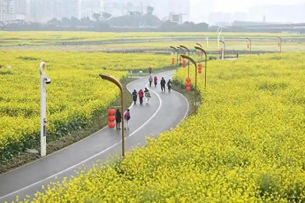 网友号召养蜂人进军天府绿道 运营方回复了!|成都|蜜蜂|油菜花_网易订