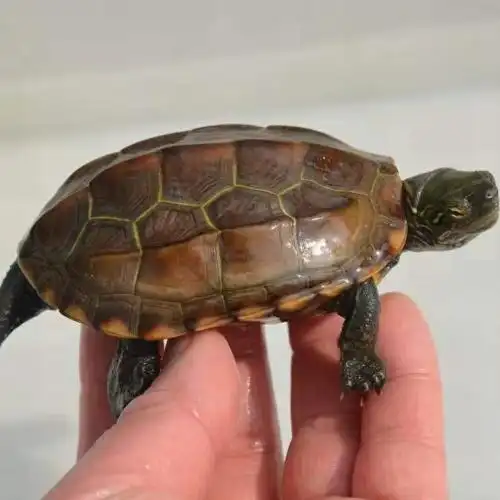 纯南种网红红石金钱龟风水招钱财石迷你小宠宠物龟