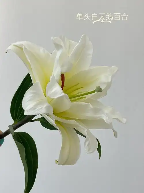 单头白天鹅百合