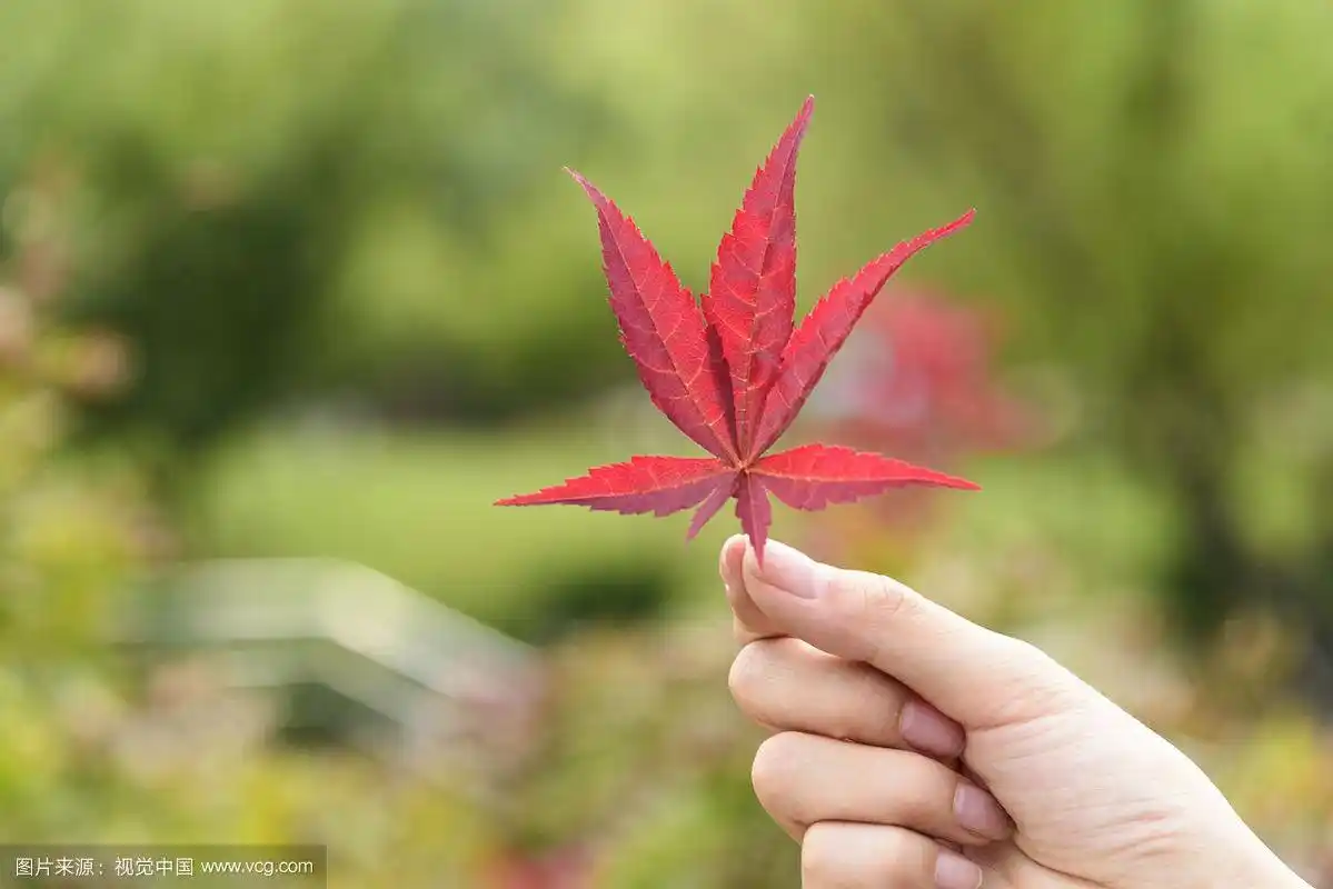 手拿红色枫叶特写