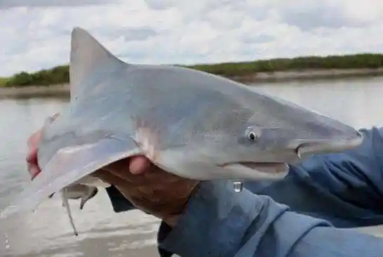 婆罗洲河鲨鱼也可能是所有鲨鱼物种中最稀有的.