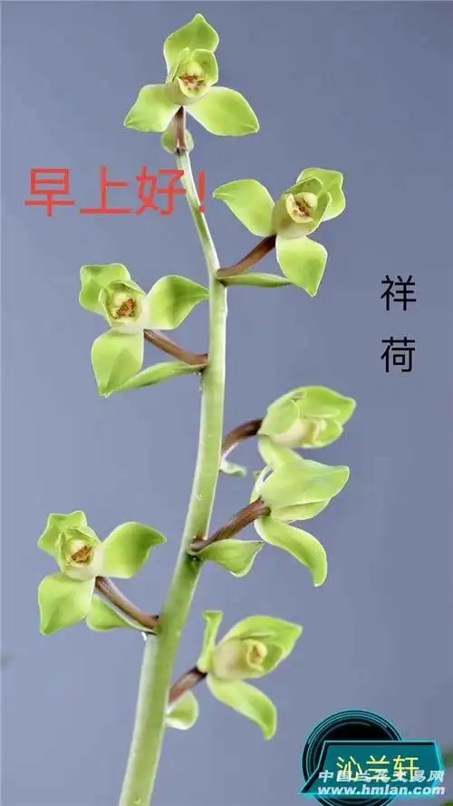 蕙兰篇-中国兰花交易网社区