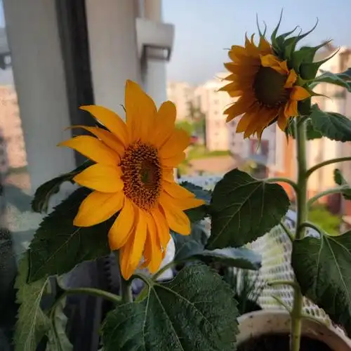 向日葵开花了从发芽到开花历时58天