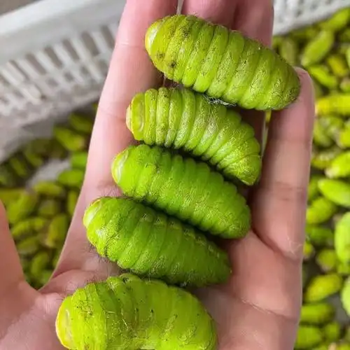 东北柞蚕新鲜壳里大蚕青蚕鲜活冷冻蚕宝宝净蚕其它羊肉类