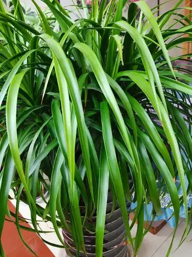 净化室内空气——龙须树