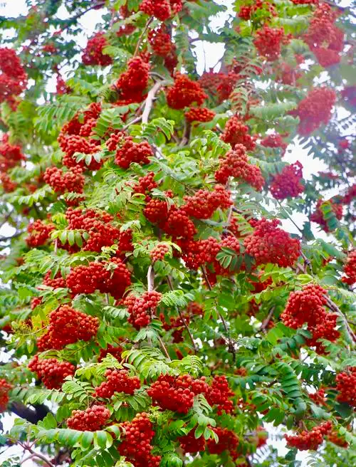 【首发】山槐子