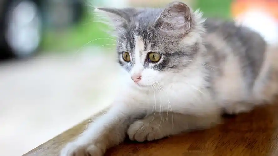 > || 更新时间:2018-10-01 颜色分 灰色 关键词:  可爱猫咪 动物