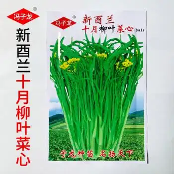 广西十月柳叶菜心种子多枝多芽卷叶甜菜心种籽农家青菜种蔬菜种孑十月