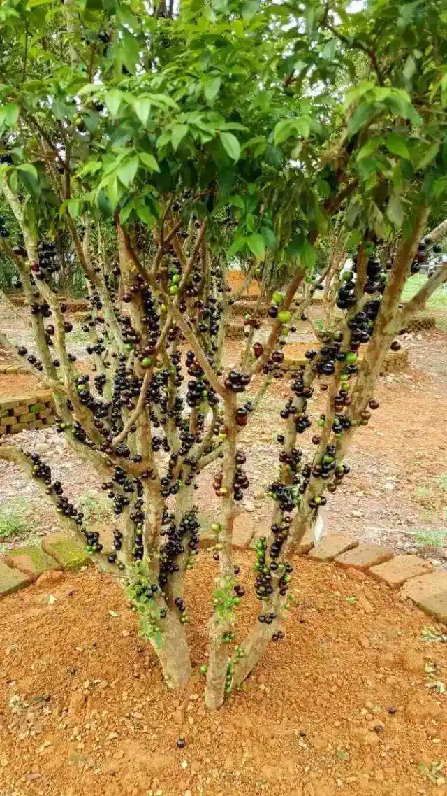 深圳嘉宝果树,惠州,东莞嘉宝果树苗供应_繁殖