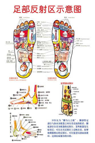 足底按摩图(足部反射区图解析)