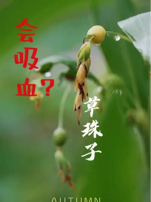 95中文名:草珠子界:植物界门:被子植物门纲:单子叶植物纲目:禾本目