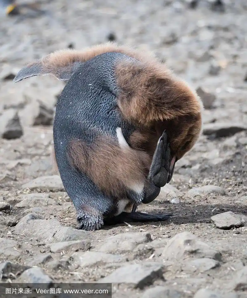 正在蜕皮的幼年帝企鹅在挠头