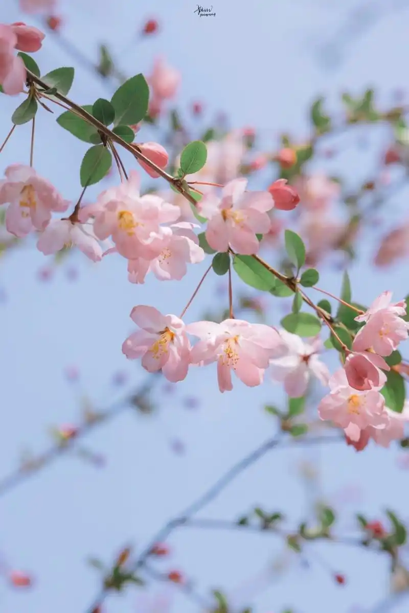 高清满屏粉嫩海棠花壁纸分享无水印自取总有一支粉嫩戳中你