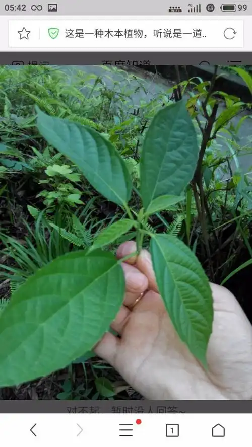这是一种木本植物,顶上的嫩叶可以吃的,叶子有种气味,喜欢吃的人说是