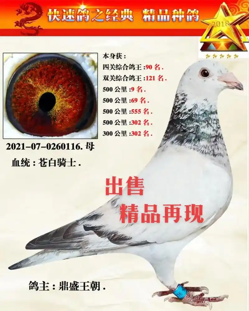 鸽子 低价出售#支持全国发货 - 抖音