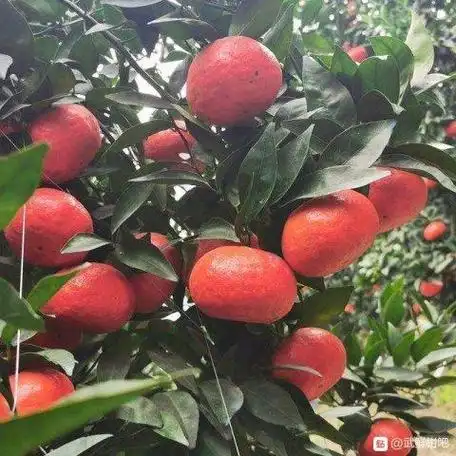 爱媛28和38价格(爱媛48红公主柑橘的优缺点)