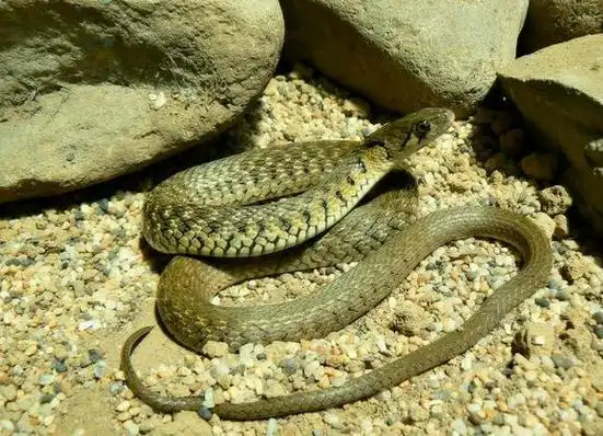p>草花蛇生活于平原,丘陵或山区耕作地带,常出没于小河边以及山涧旁