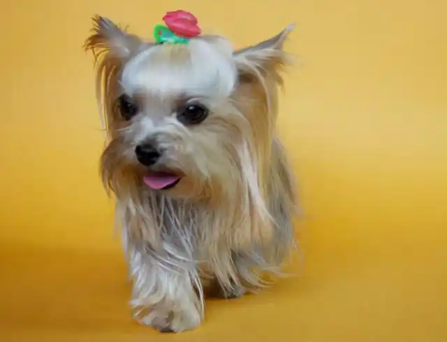 你以为这样养约克夏犬它会很享受其实它只是在承受