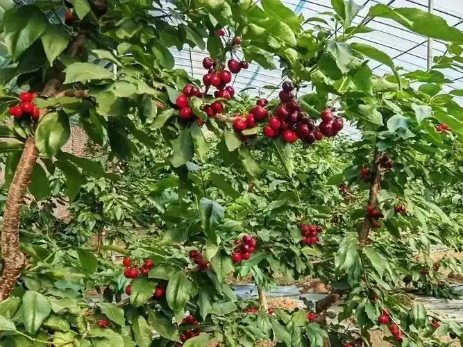 北京百业众发农业有限公司温室大棚内,樱桃挂满枝头.
