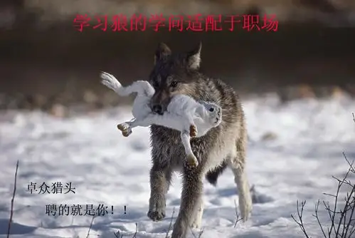 学习狼的学问适配于职场_最新资讯_猎头公司_猎头_中高端人才猎头招聘