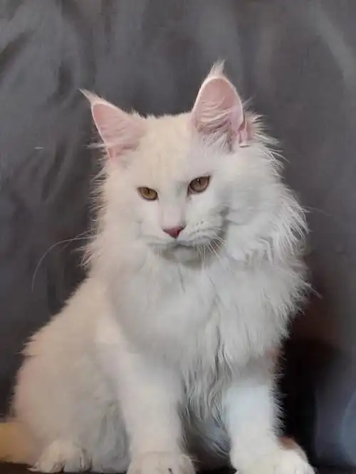 纯白小狮子弟弟[色][色][色]#缅因猫  #缅因  #缅因猫舍  #纯白缅因
