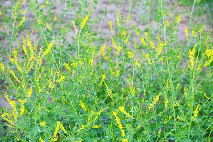 野生植物草木樨原创拍摄