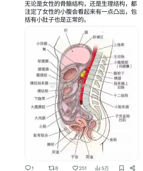 结构,都注定了女性的小腹会看起来有一点凸出,包括有小肚子也是正常的