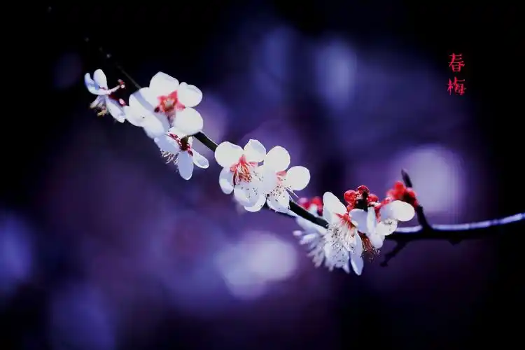 梅花是中国传统名花,它不仅是清雅俊逸的风度,使古今诗人画家为它赞美