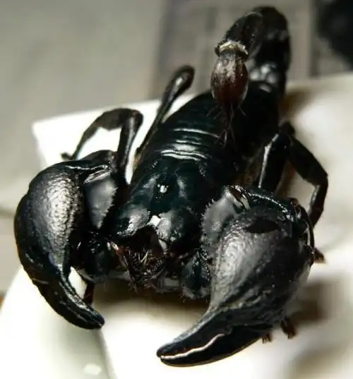 非洲帝王蝎印度的某种帝王蝎可能更长