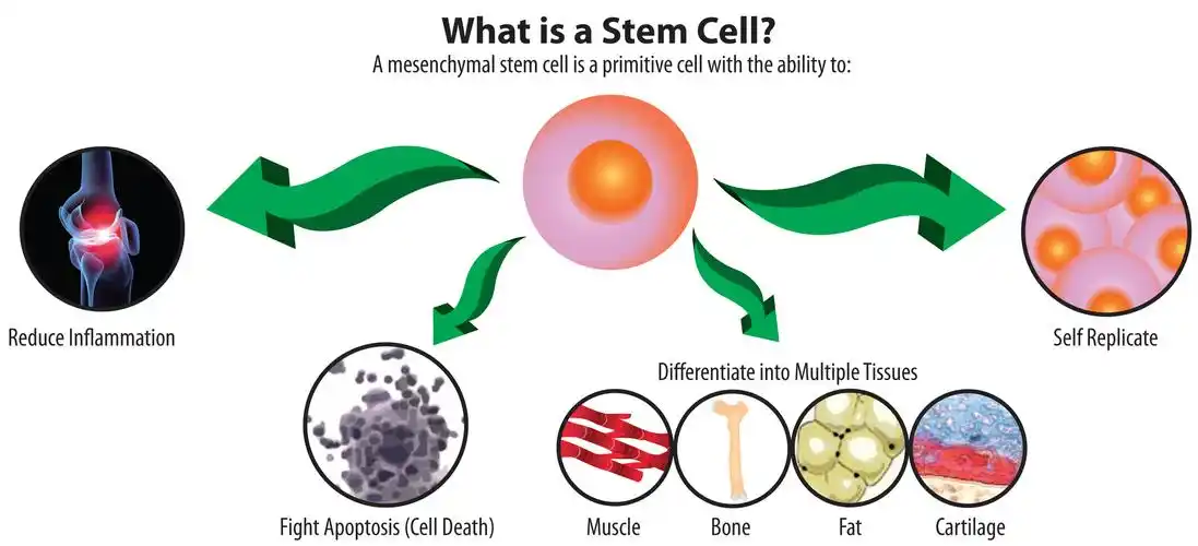 indias first govt-owned stem cell preservation unveiled in