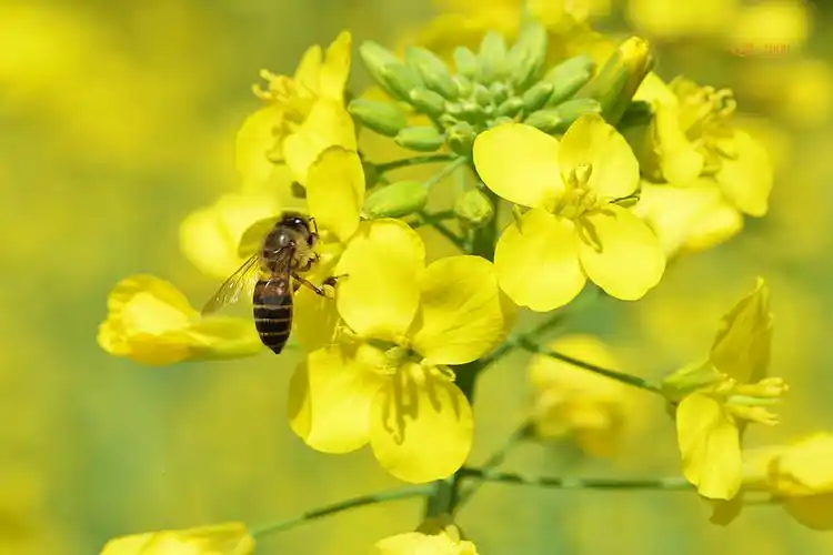 微距---【小蜜蜂与油菜花】